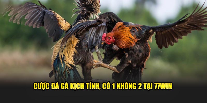 Cược đá gà kịch tính, có 1 không 2 tại 77Win